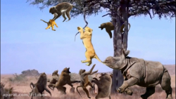 شکار بابون برای نجات توله شیر...