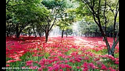 موسیقی محلی شیرازی دایی دایی ب...