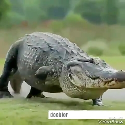 مردم از خنده تمساح علیل