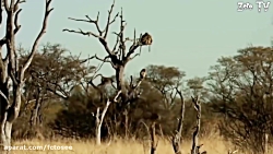 حیات وحش | میمون مادر نمی توان...