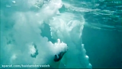 سگ ها و دوستی مداوم..وفاداري