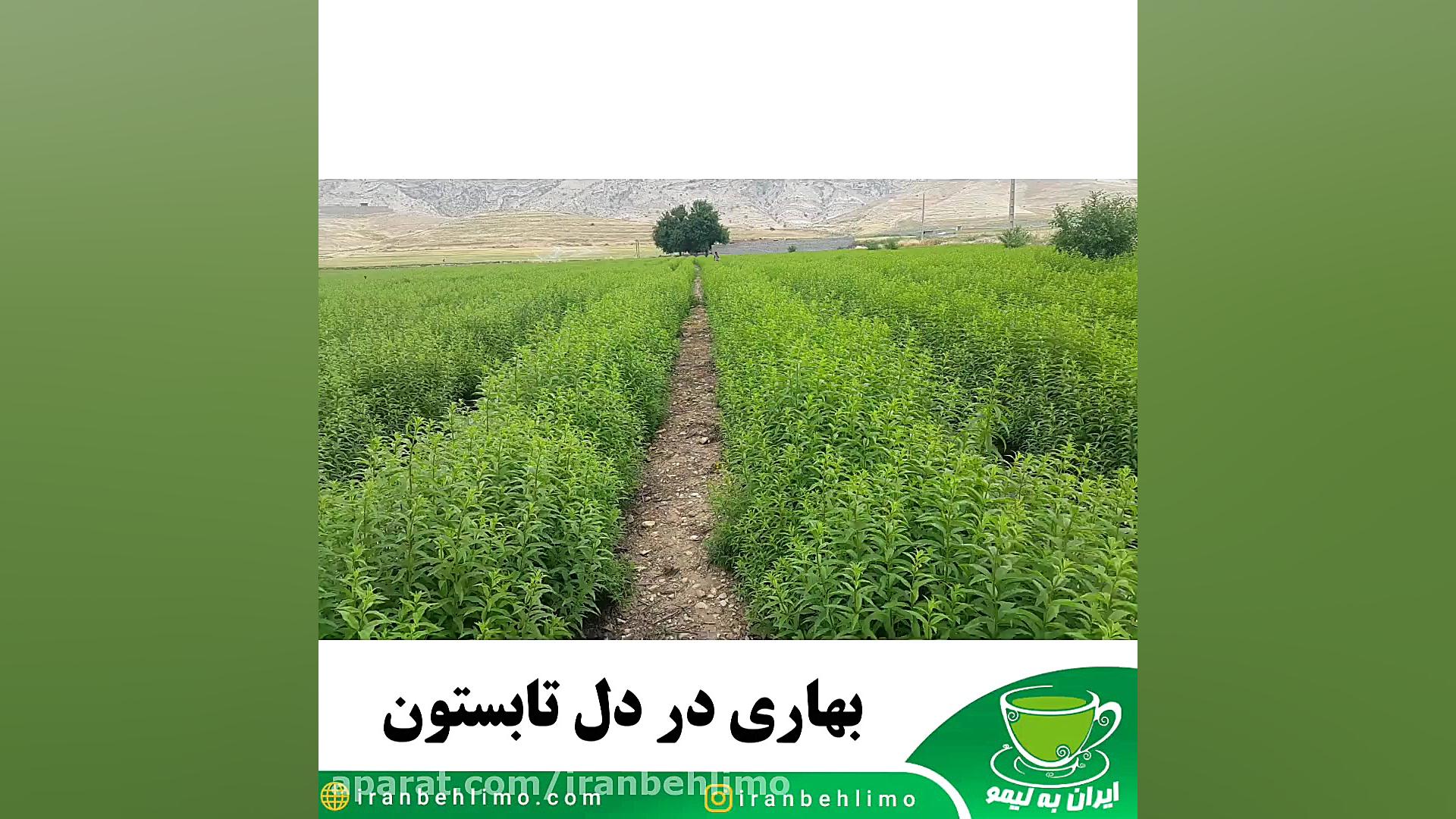 تابستونی در دل بهار اصلاح طرح لبخند