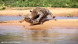 شیر در مقابل پایتون | آیا تمسا...