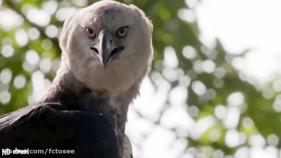 زندگی برای میمون های شجاع کار...