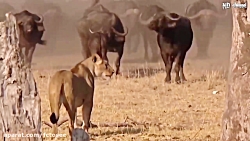 زندگی با شیر آسان نیست! عدم کن...
