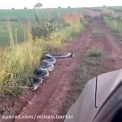 حمله مار به ماشین یک توریست