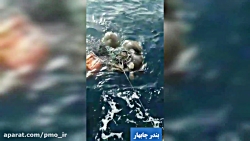 نجات جان سه لاک پشت توسط شناور امداد / بندر چابهار