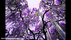 موسیقی محلی شیرازی حالم بهاره...