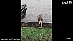 همه چیز از همه جا