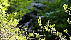 ترانه ترکی "اوروک سوزم وطن"