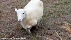 لحظه زایمان گوسفند