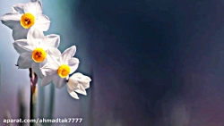 دکلمه های جالب و شنیدنی...!!!