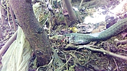 بلعیدن قورباغه بزرگ توسط مار ی...