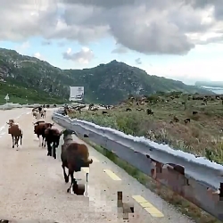 گله گوسفند در ارتفاعات پرتغال
