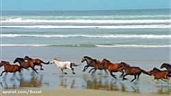 کلیپ جالب حیوانات | کلیپ حیوان...