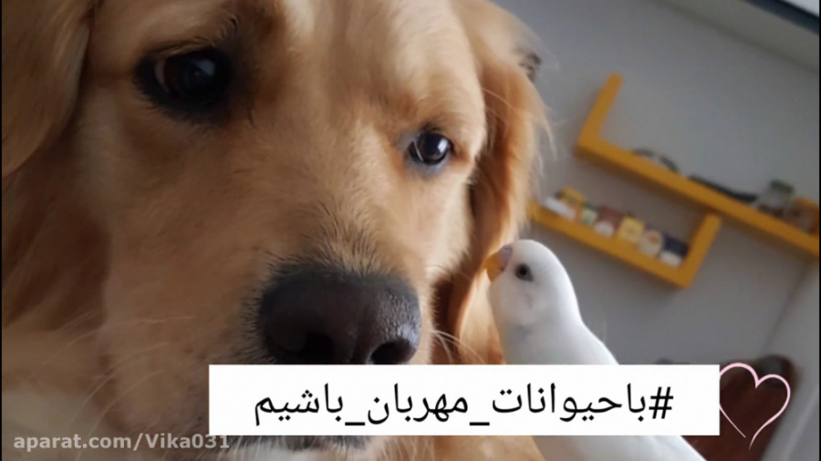 دوستی حیرت آور مرغ عشق و سگ گل...