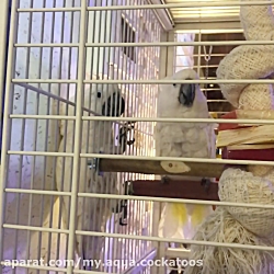 غذا خوردن با رعایت فاصله اجتما...