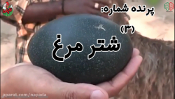 معرفی پرندگان تخم گذار (شتر مرغ) زمان69ثانیه