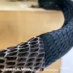 پوست اندازی مار