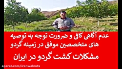 ایران گردو | گردوی پیونید | چن...