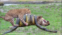 مستندحیات وحش مار غول پیکر تول...