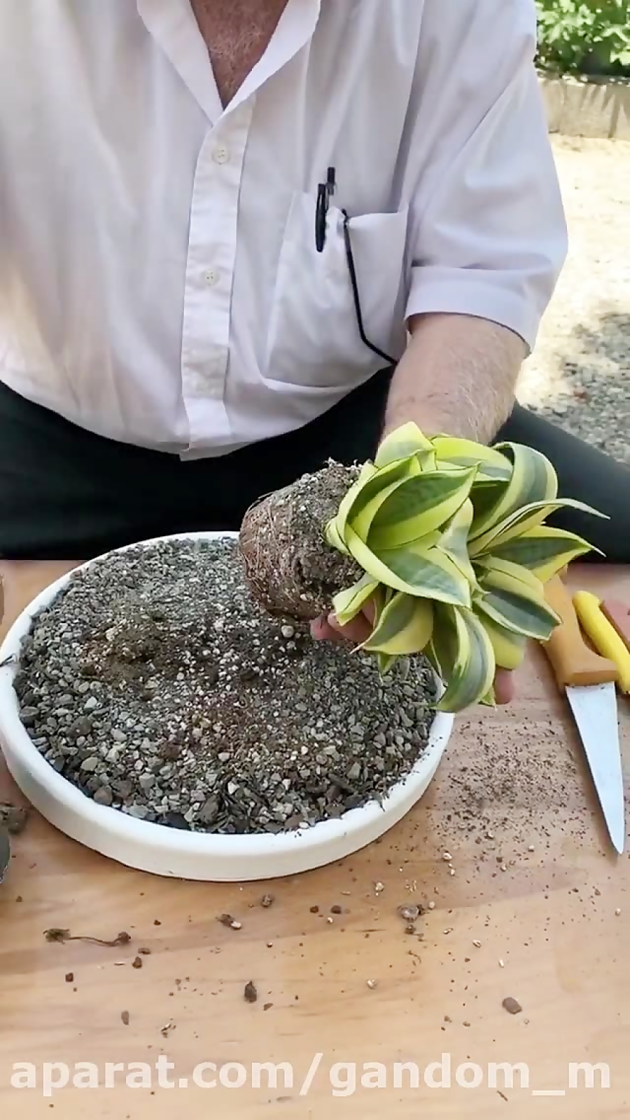 آموزش گلدان زدن سانسوریا  قلمه...