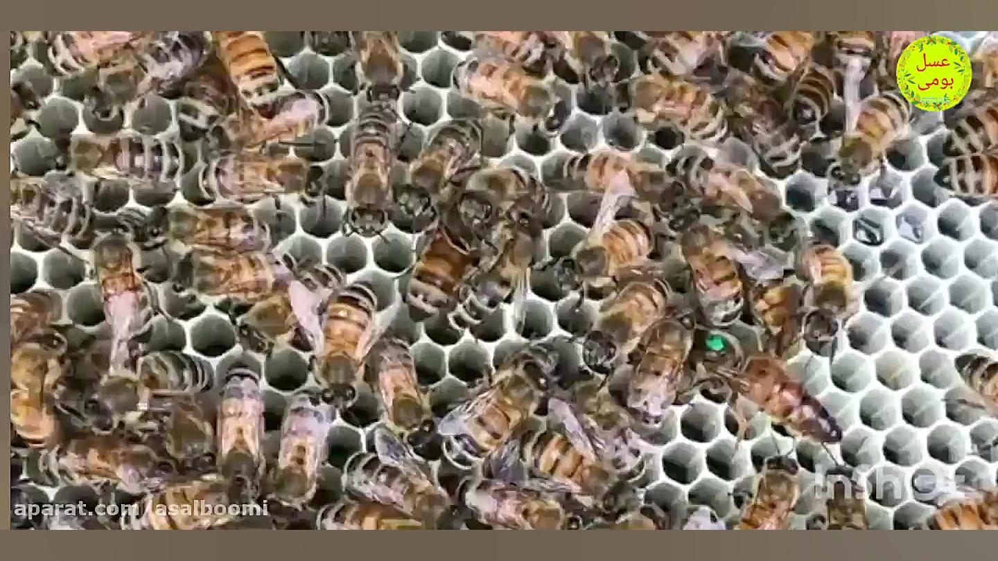 معرفی ملکه به جمعیت زنبور عسل زمان35ثانیه