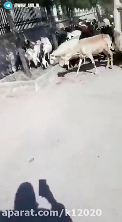 ورود گوسفندان به بخشداری