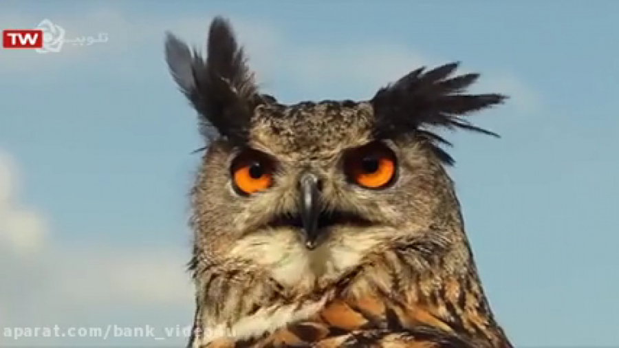 حیات وحش دریای خزر : گهواره پن...