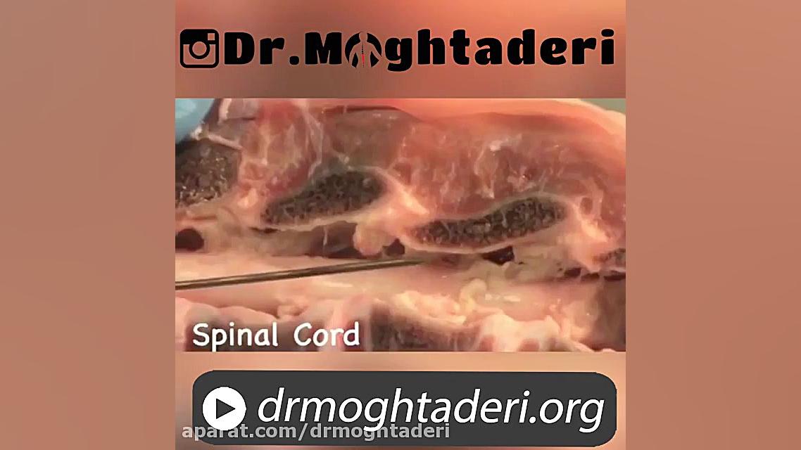 آناتومی ستون مهره دکتر علیرضا مقتدری | متخصص طب فیزیکی