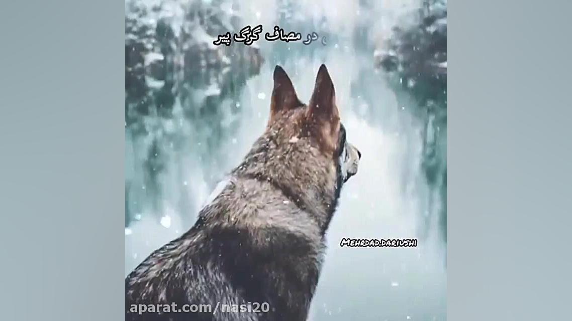 دانلود اهنگ دکلمه گرگ درون کلینیک مو