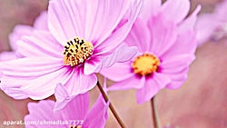 دکلمه بسیار زیبا و دلنشین با ص...