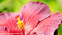 ای که شب در مردمک های تو...