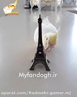 عروس هلندی باهوش