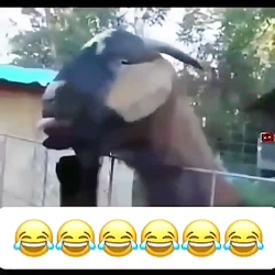 خنده در دوران قرنطینه لایک و ک...