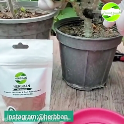 آموزش قلمه گیری از گل مرجان