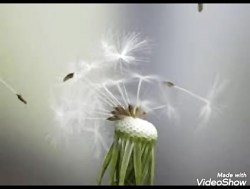 صبح بخیر ،این که می آید دم صبح...