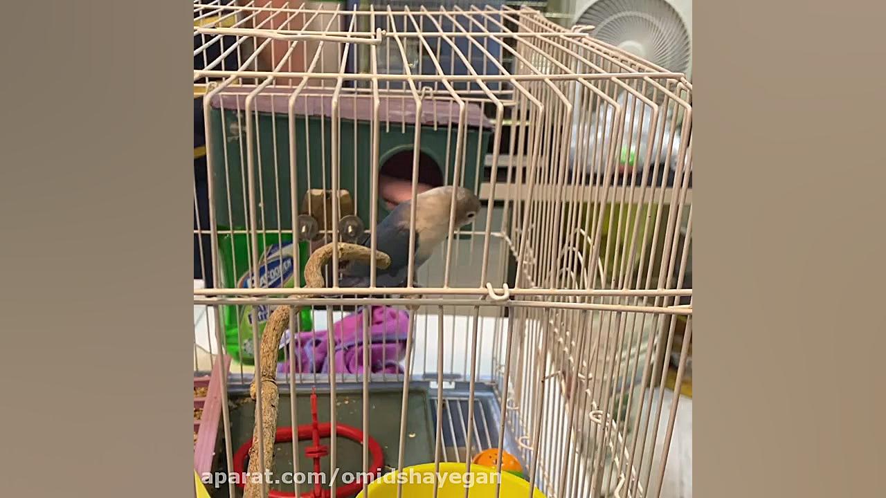 پت شاپ پرنده فروشی مرکزتحقیقات دنیای منقارکج ها دامپزشکی زیبایی پوست