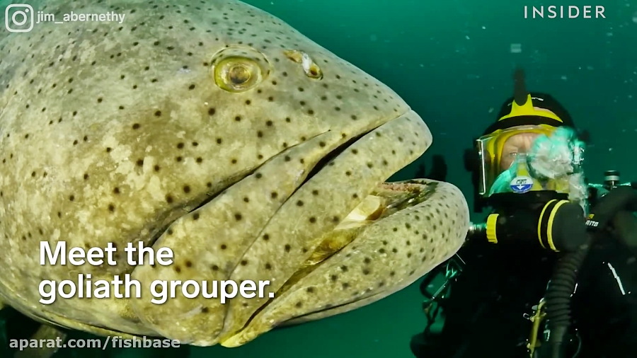 ماهی هامور عظیم‌الجثه