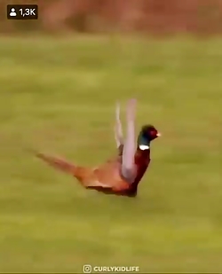 این خیلی خوبه