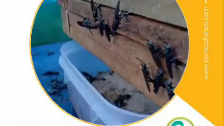شکار مگس سرباز سیاه از طبیعت جهت پرورش