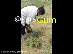 تیغ زدن صحیح گون برای برداشت ک...