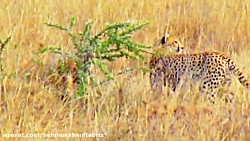 شکار بی رحمانه و زیرکانه یوزپل...