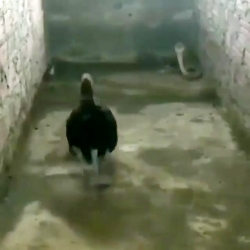 کلیپ احساسی (فوق العاده)