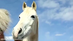 قشو کردن اسب های پونی کوچولوی...