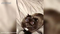 حرکات طنز و خنده دار گربه ها