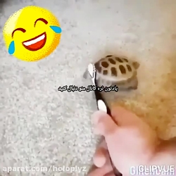 صداگزاری حیوانات