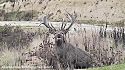 غرش گوزن قرمز شگفت انگیزهای نی...