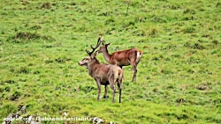 حیات وحش آهو های وحشی و صدا ها...