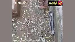 ۳۵۰ مار در قبر یک انسان کاشت مو